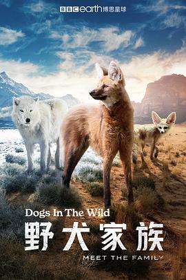 电影:野犬家族